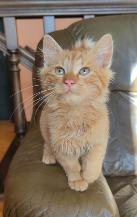 Кошенята в добрі руки