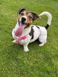 Sunia w typie Jack Russel Terier szuka swojego domu