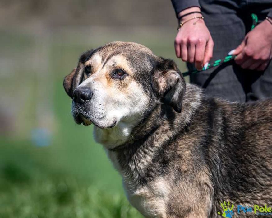 Ramona - kochana, bardzo miła większa suczka SCHRONISKO