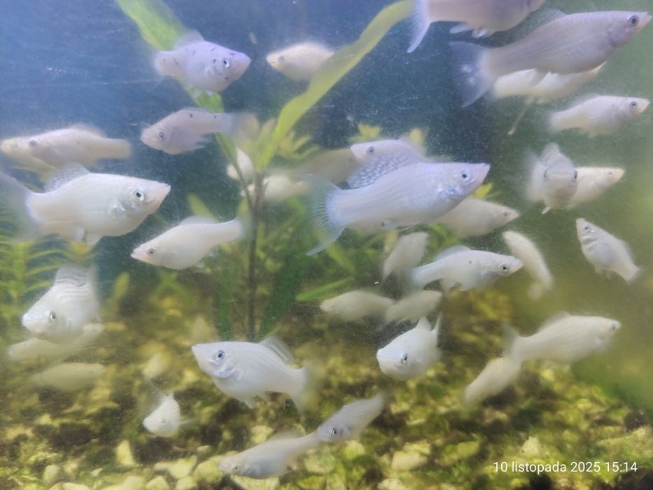 Młode białe molinezje