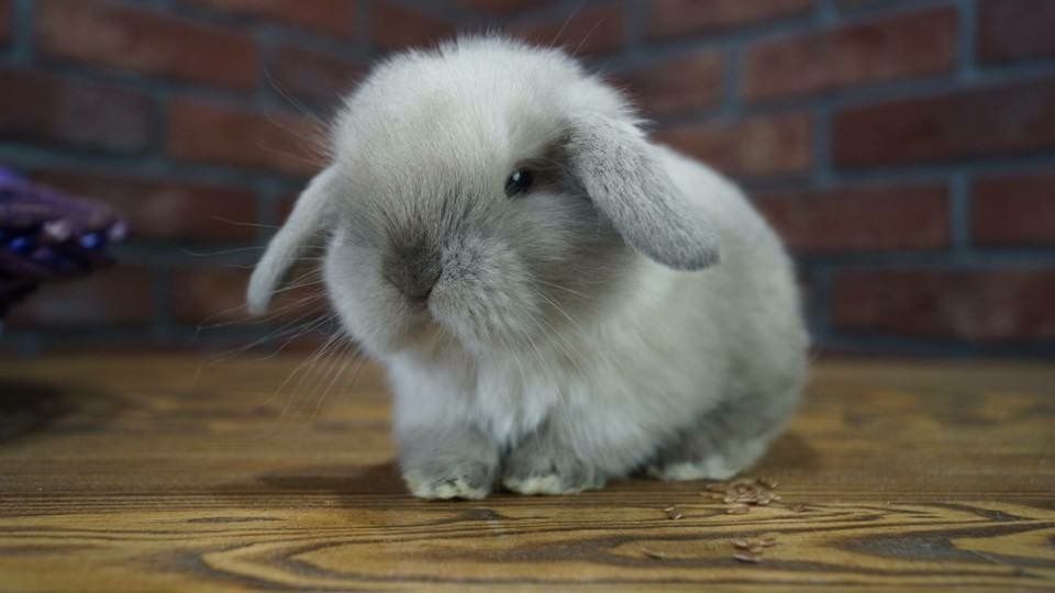 Mini lop mały baranek karzełek zarejestrowana hodowla Poznań Teddy