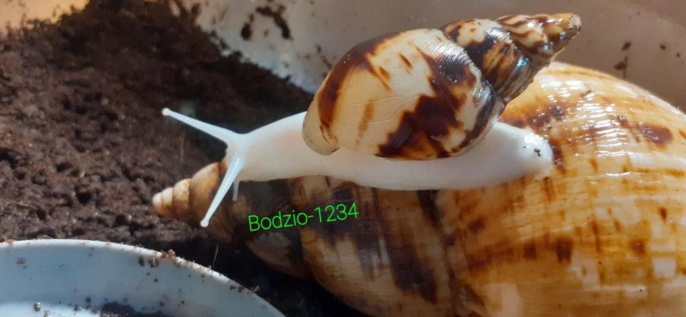 Gigantyczne ślimaki afrykańskie achatina Reticulata full albino.