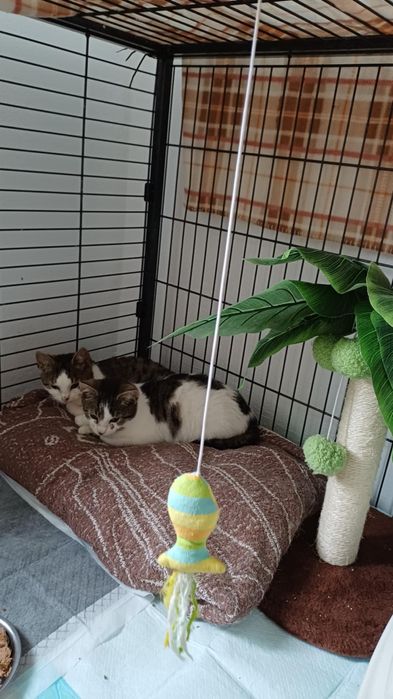 Korki do adopcji