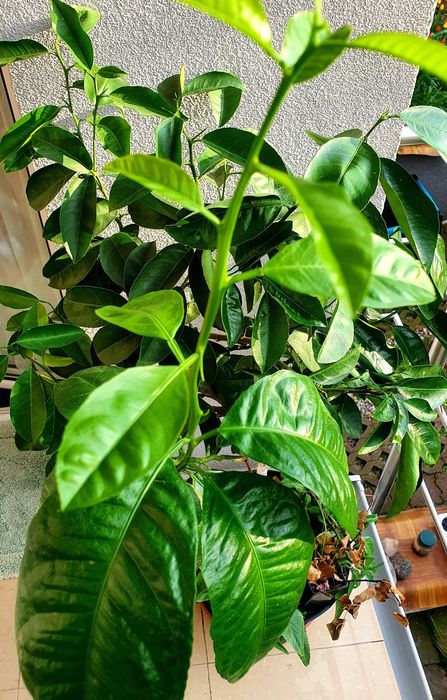 drzewko cytryny 15 lat