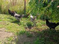 Australop czarny i splasch pary/koguty/2+1