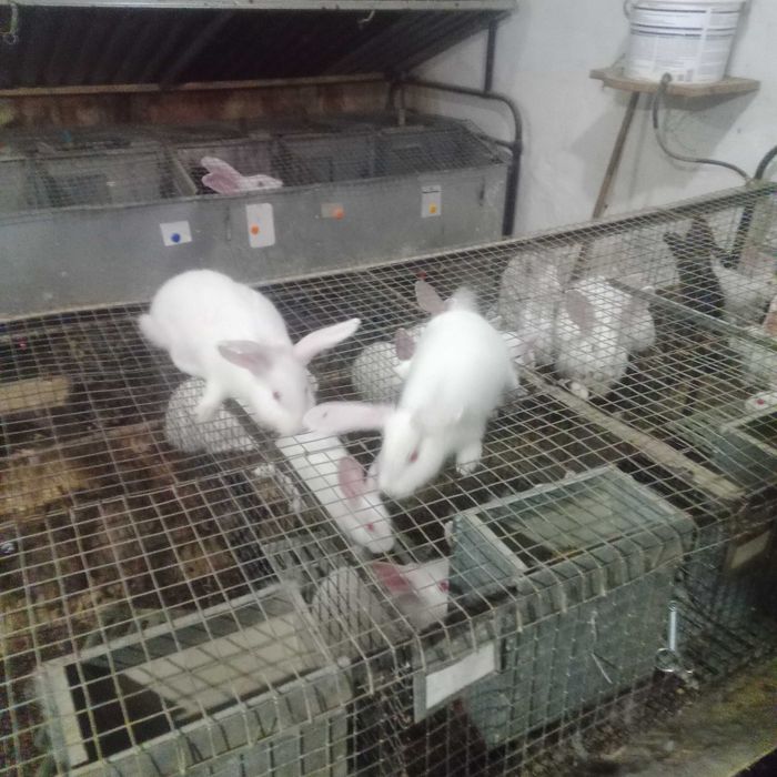 продам кролів.та мясо..