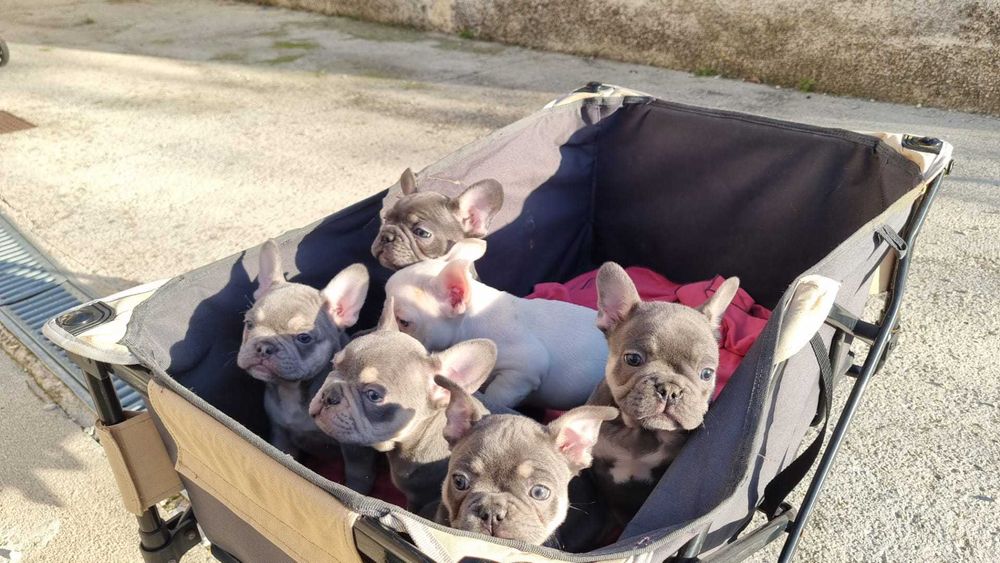 Bulldog Francês para Cruzas (Blue Tan)
