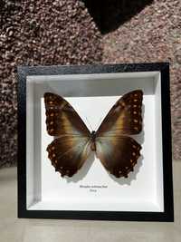 Сувениры из тропических бабочек Morpho telemachus Перу