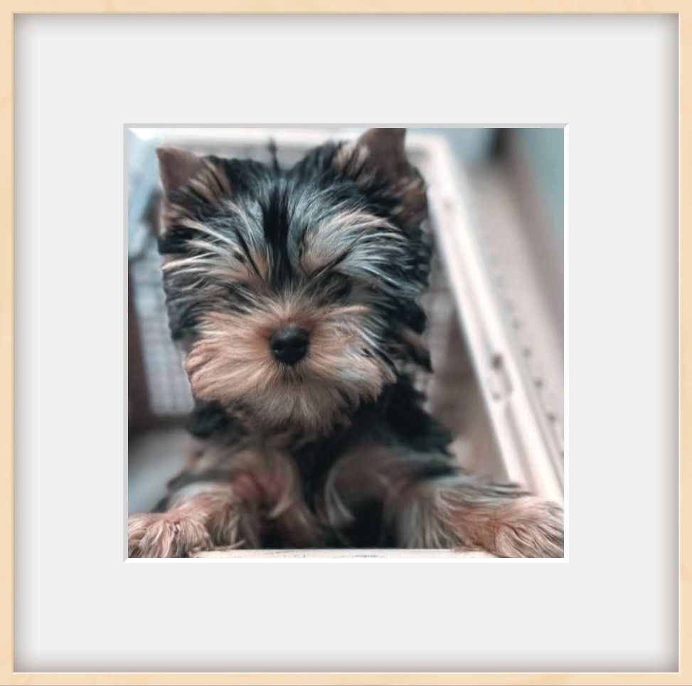 Yorkshire Terrier Fêmea