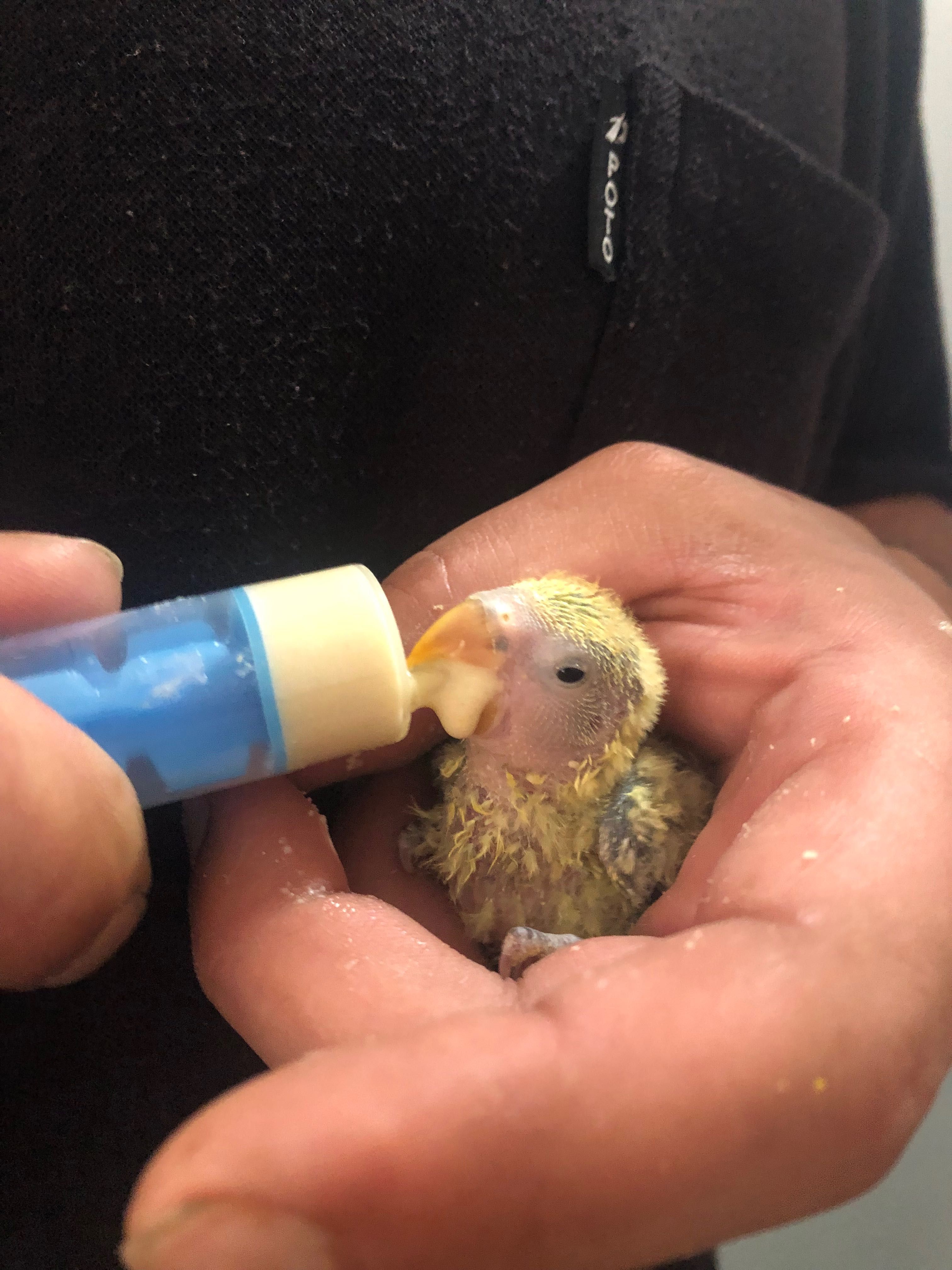 Ringneck/ Agapones criados a mão papa de criação