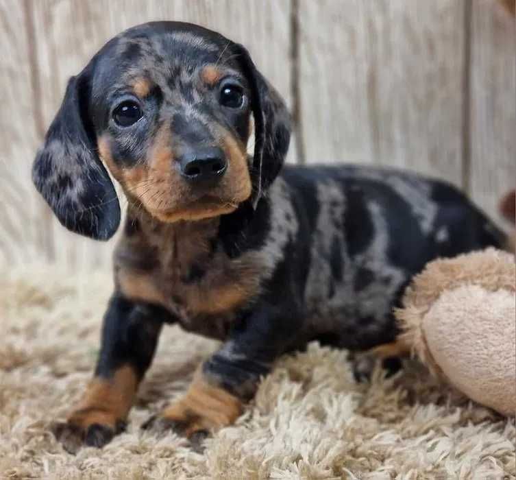 Teckel Merle Miniatura ㅤㅤ