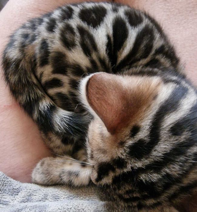 Gatinho bengal com Lop excepcional