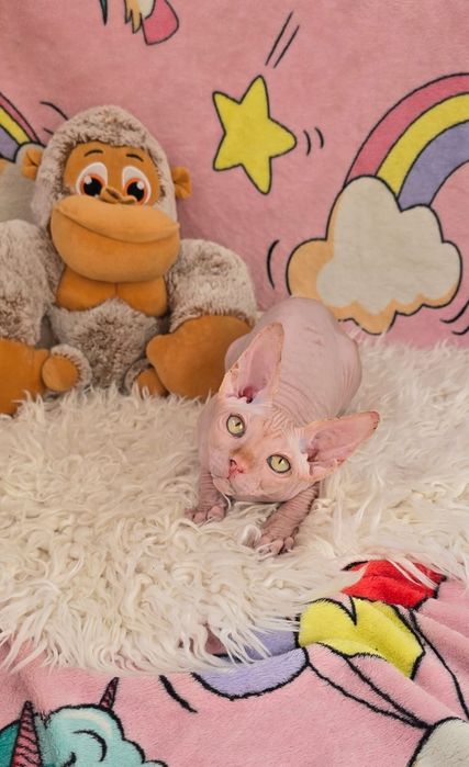 Gatinho Sphynx Macho