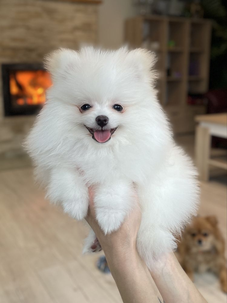 Pomeranian Szpic Miniaturowy Biały FCI ZKwP