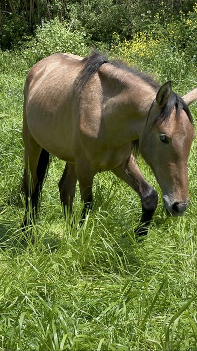 The Lusitano of your dreams is here !!!