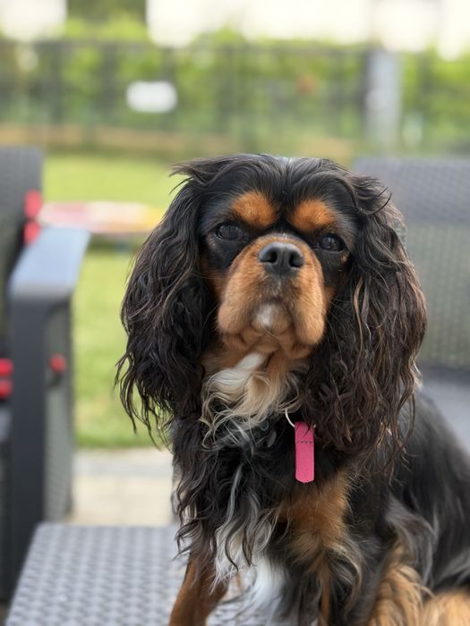 Cavalier King Charles Spaniel suczka