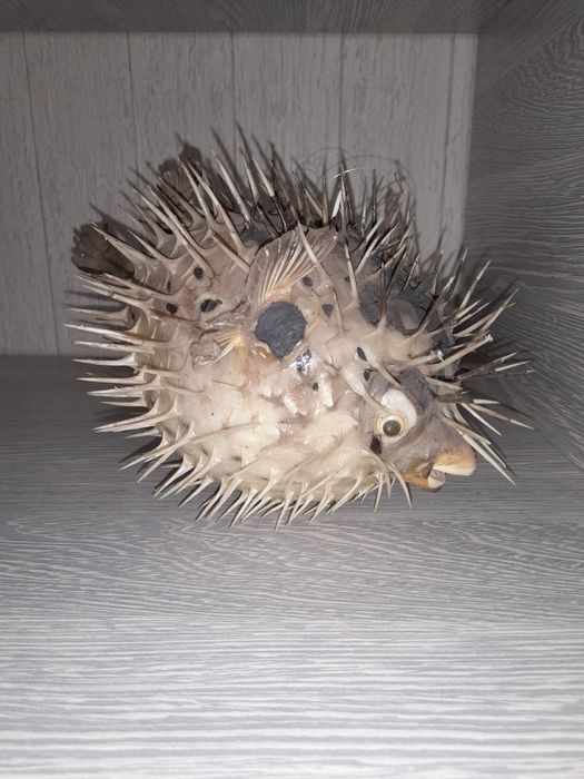 Рыба Фугу большая сушёная