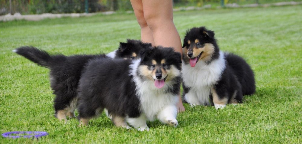 Щенки колли