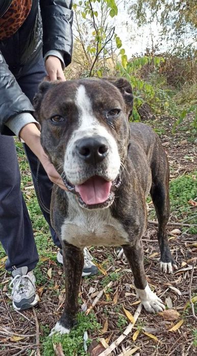 Зевс шукає родину , стаффорд /метис