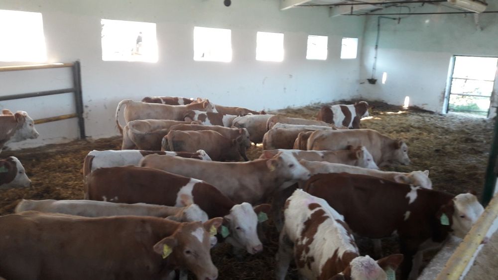 Byczki Mięsne Cielaki Cielęta Simental