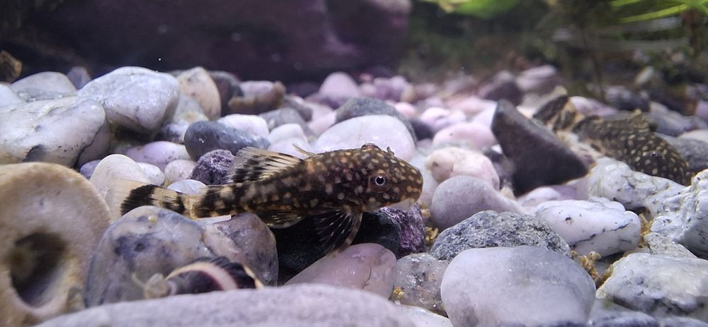 Glonojad glonojady zbrojnik niebieski