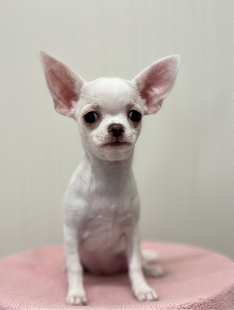 Chihuahua Femea Pelo Curto