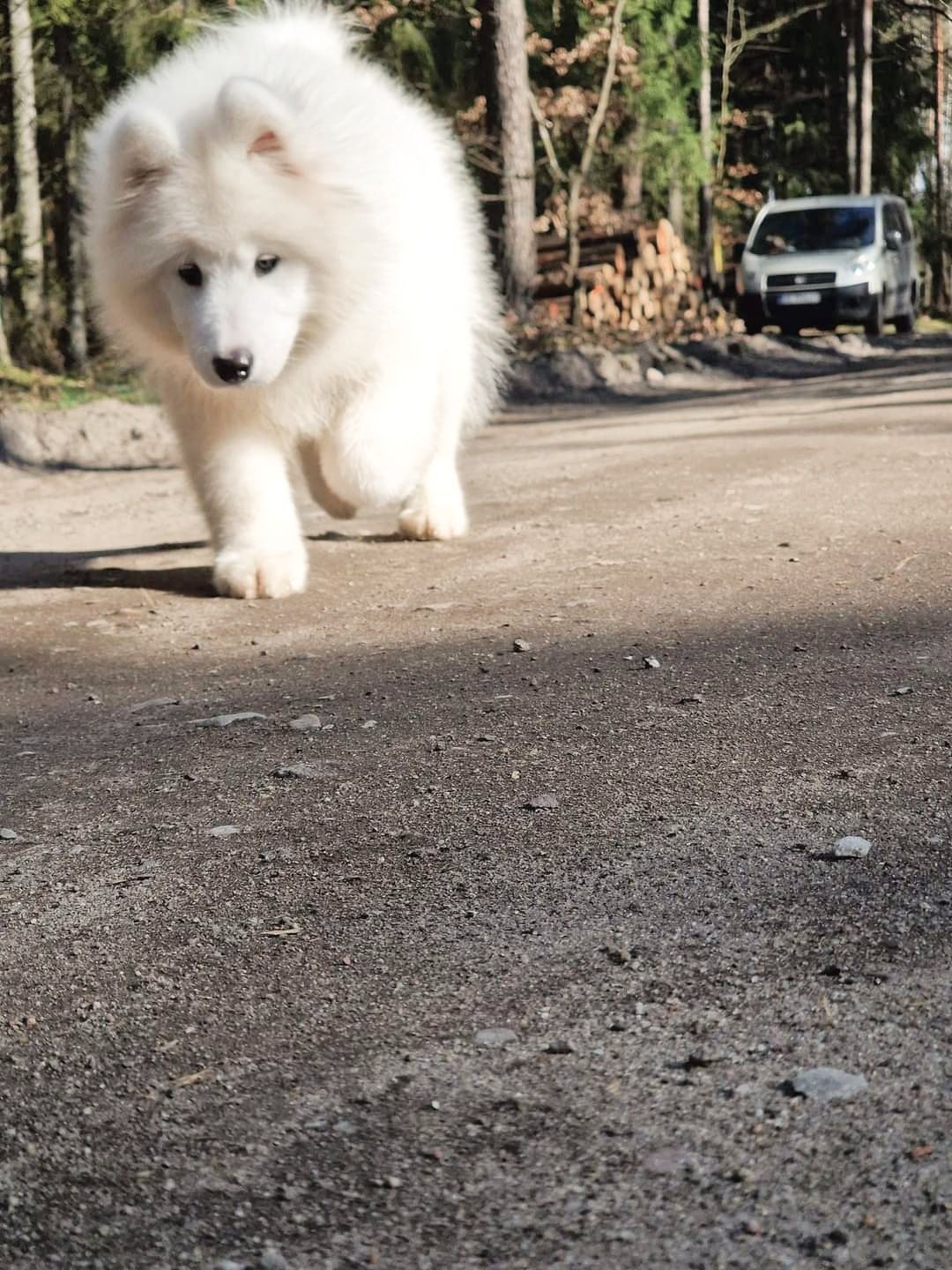 Po Szkoleniu posłuszeństwa! IDELANY szczenię SAMOYED, RODOWÓD ZKwP FCI