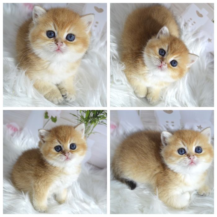 Британская золотая шиншилла котята