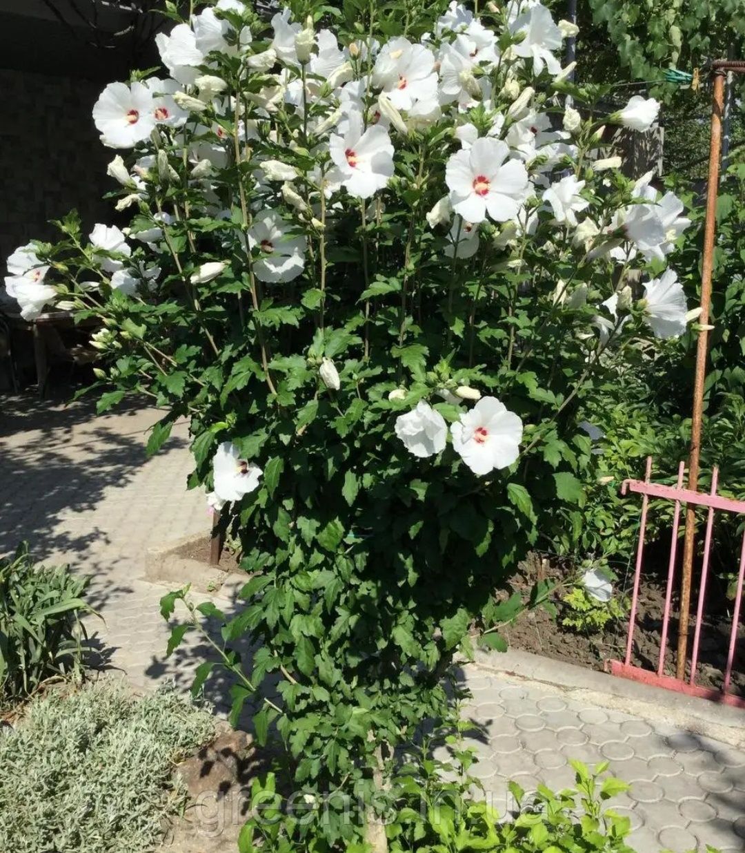 Гібіскус, самшит, бересклет