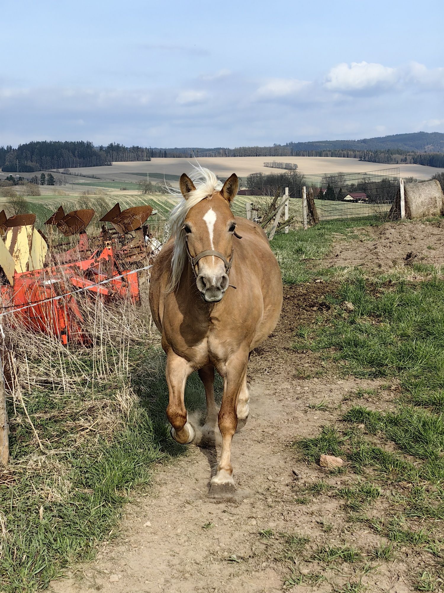 Koń rasy Haflinger