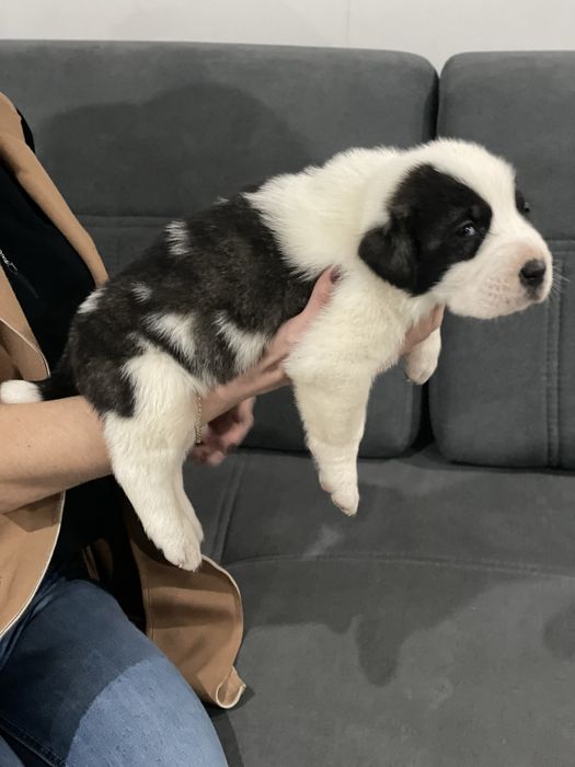 Owczarek srodkowoazjatycki