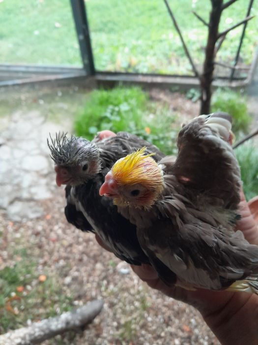 Młode papugi z woliery