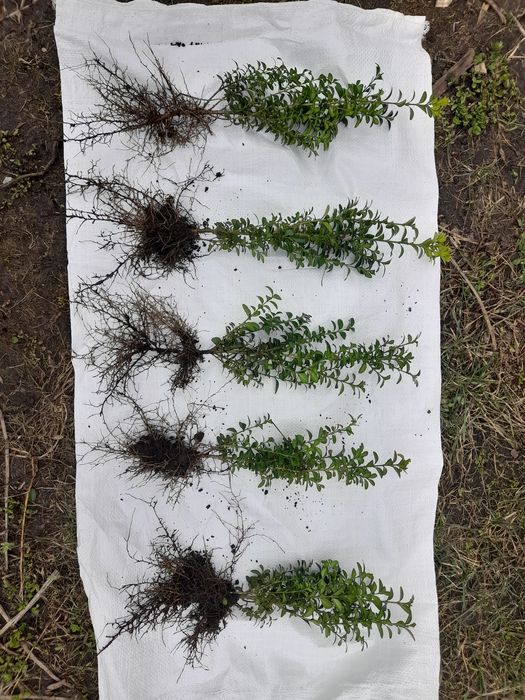 Самшит звичайний