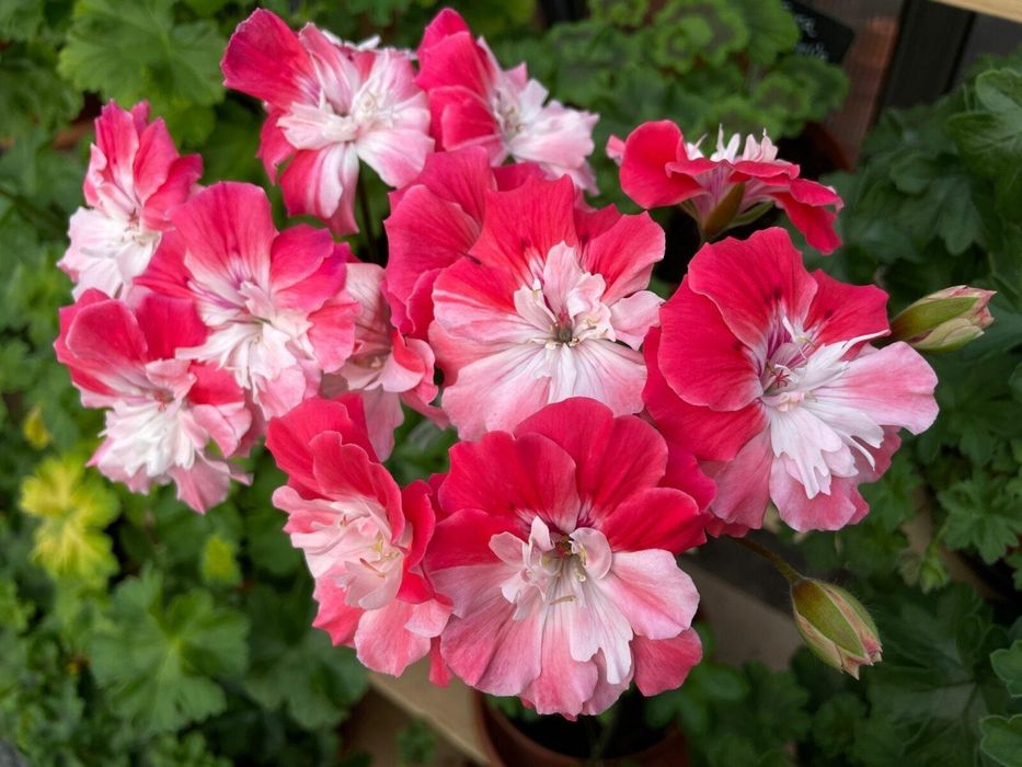 Пеларгонія сортова Ерік,DiaZ,Bonas,ТА,МальТа,Шовк,ТС,ЮВ,ІВ,А,СіМ