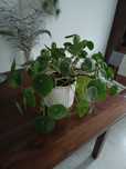 Roślina zielona. Duża Pilea
