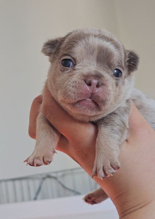 Bulldog Francês lilac merle tan fêmea