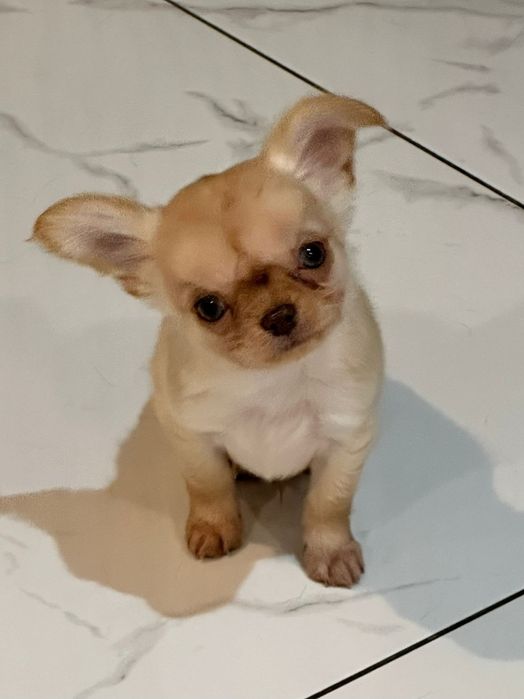 Chihuahua Długowłosy Piesek