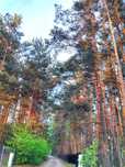 Działka jak z bajki – las, spokój, natura!