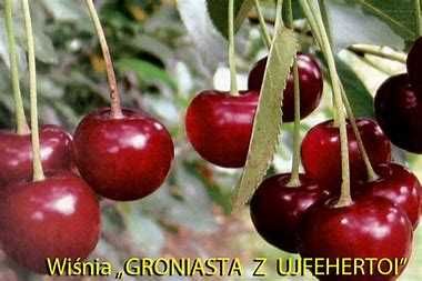 Wiśnia - drzewko owocowe