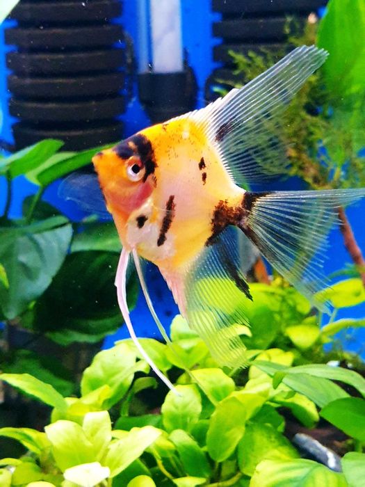 Skalar Red Devil duży - sklep AKWAREKS