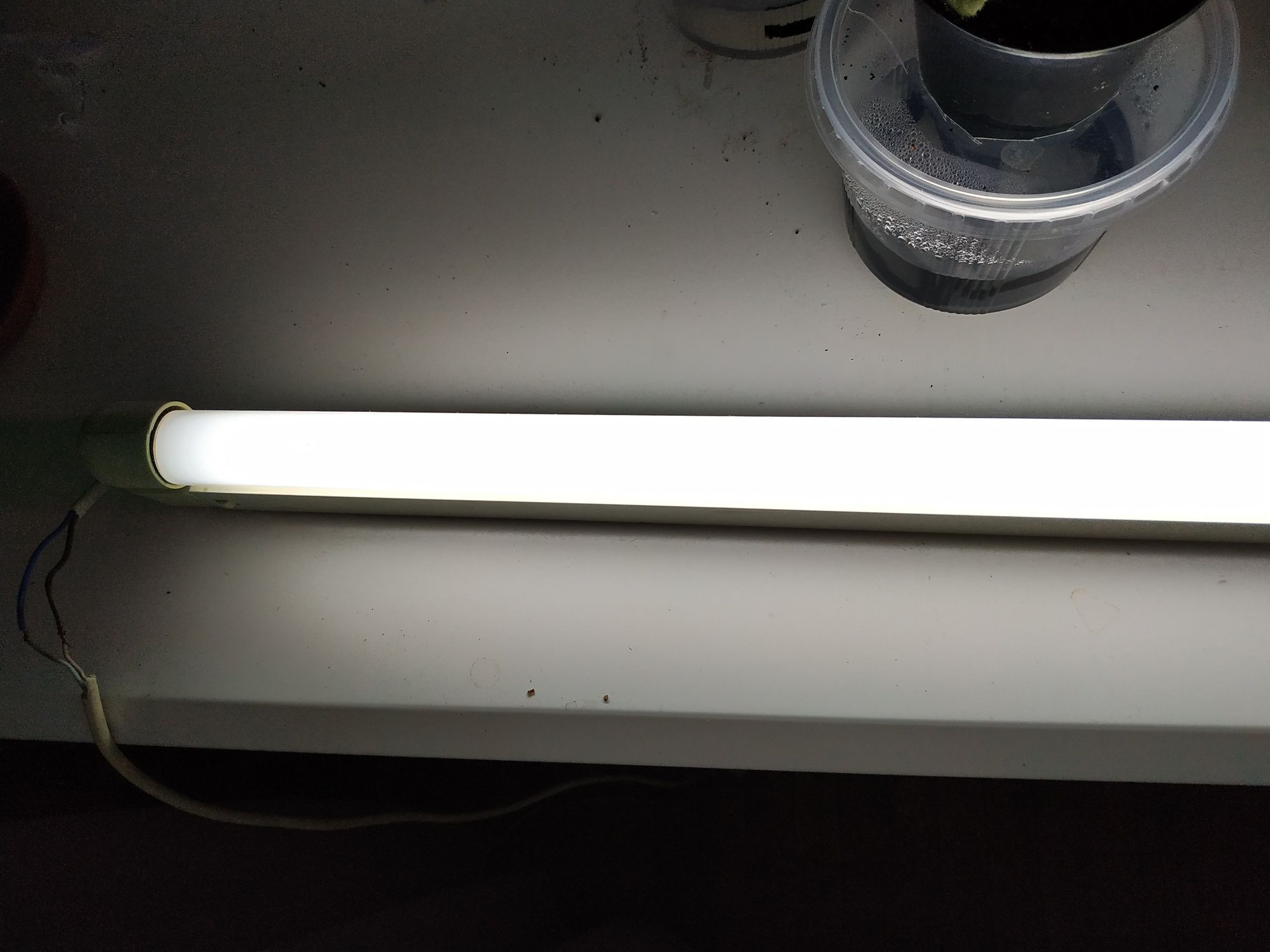 Лампа F30 T8 бактерицидная(?) 6500K в корпусе ультрафиолетовая светиль