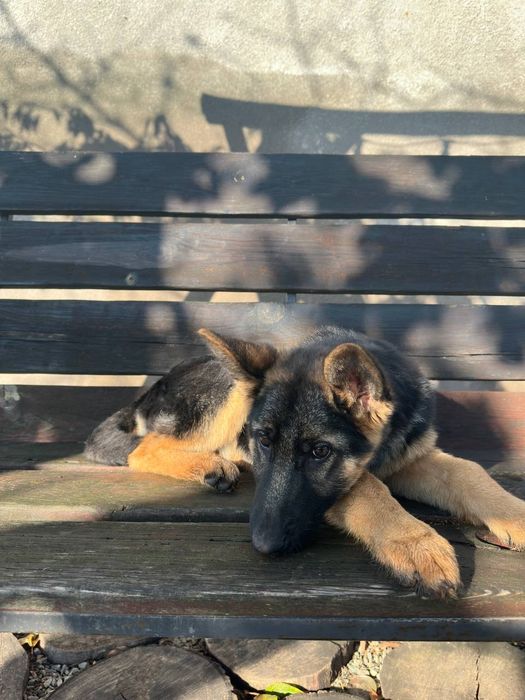 Цуценя німецької вівчарки