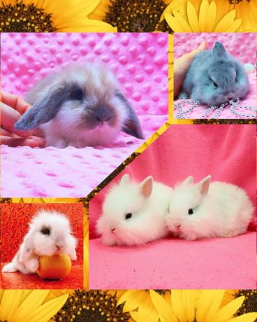 Карликовые мини кролики торчеухие и вислоухие баранчики,клетки,корм