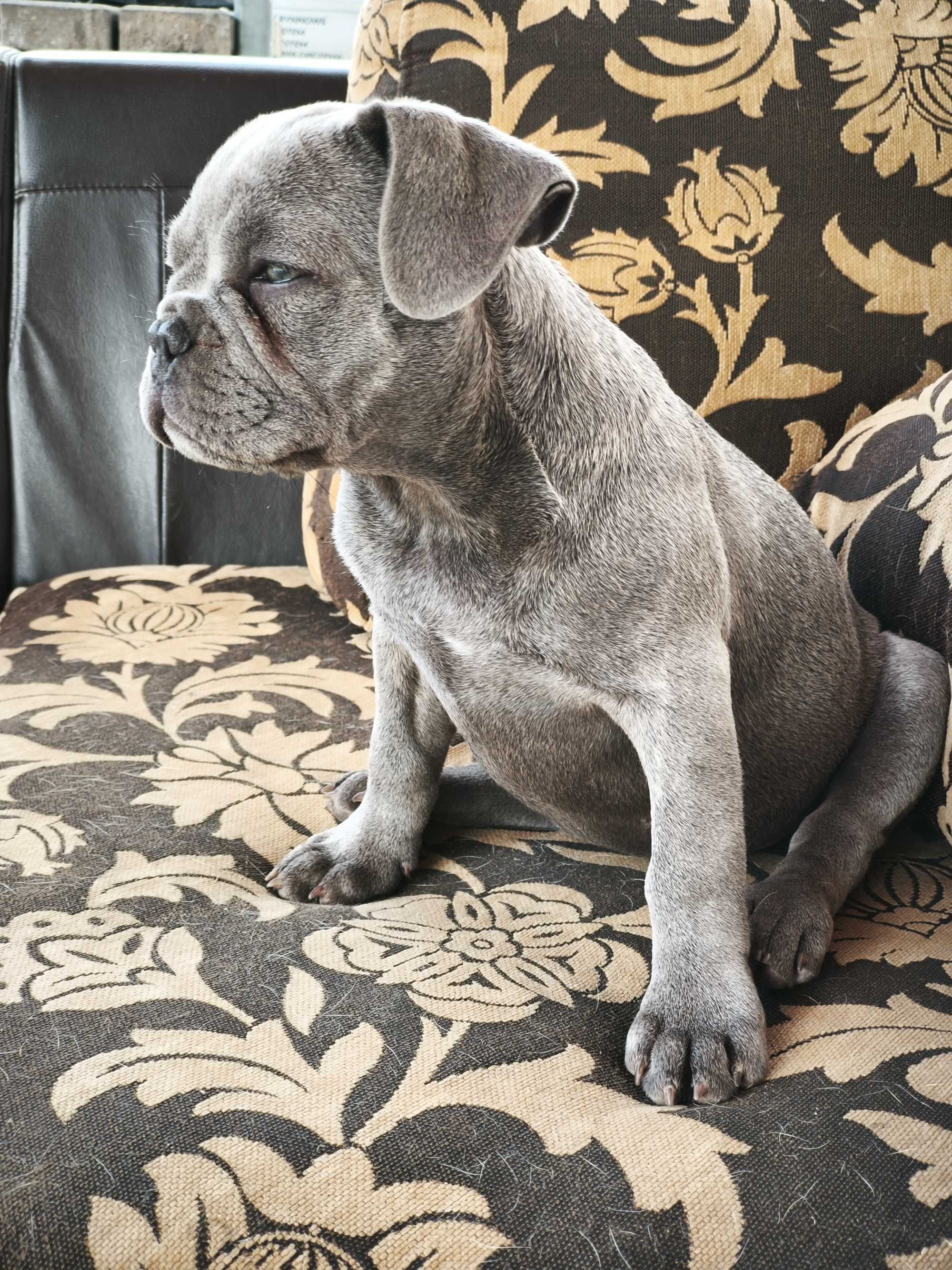 Buldog francuski