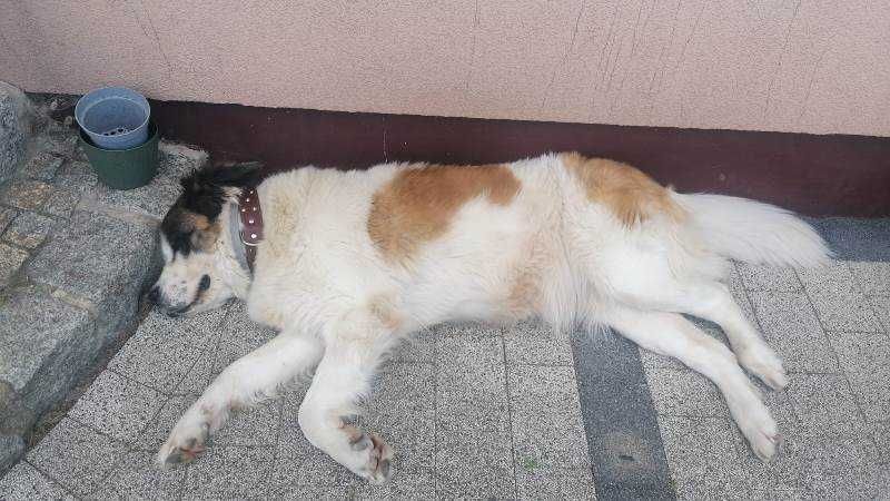 PUMBA to miła duża, rodzinna sunia