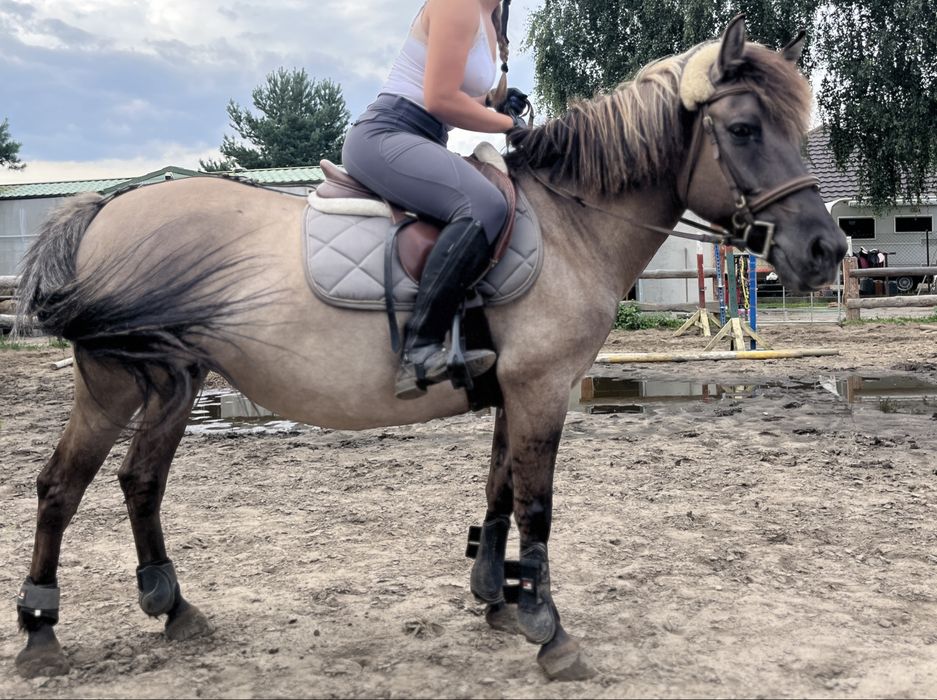 Klacz konik polski do ambitnej rekreacji lub małego sportu