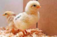 інкубаційне яйце Адлера оптом та вроздріб