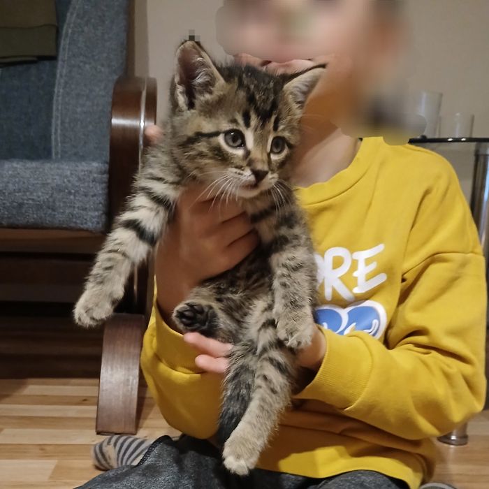Oddam małe kotki w dobre ręce