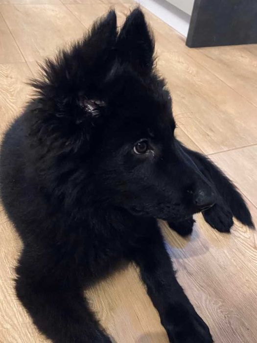 Owczarek Niemiecki Suczka Długowłosa Czarna