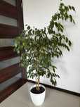 Figowiec benjamina „Ficus Benjamina” 150